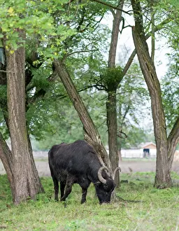 Bubalus: Hungarian or Pannonian Water Buffalo (Bubalus