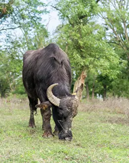 Bubalus: Hungarian or Pannonian Water Buffalo (Bubalus