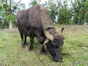 Bubalus: Hungarian or Pannonian Water Buffalo (Bubalus