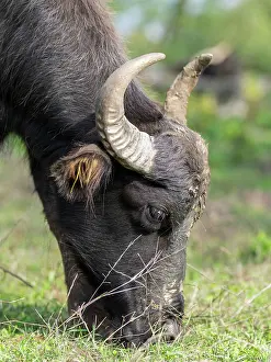 Bubalus: Hungarian or Pannonian Water Buffalo (Bubalus