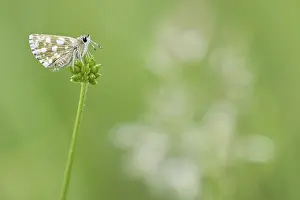 Underwing: Hungarian Skipper