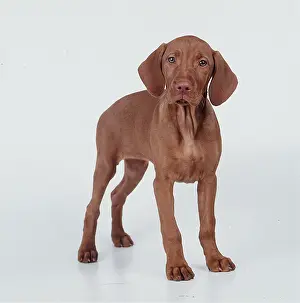 Vizslas: HUNGARIAN VIZSLA DOG - 10 week old puppy