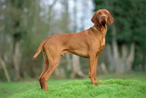 Vizslas: Hungarian Vizsla Dog