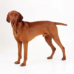 Magyar: Hungarian Vizsla Dog. Also known as Magyar Vizsla