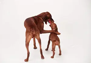 Father: HUNGARIAN VIZSLA DOG - playing with toy car with puppy
