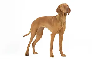 Magyar: Hungarian Vizsla - in studio. Also known as Magyar Vizsla