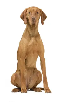 Magyar: Hungarian Vizsla - in studio. Also known as Magyar Vizsla
