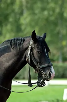 Bridle: Hungary, Budapest, Lazsr Lovaspark, home