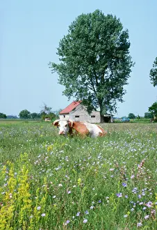 Pastural: HUNGARY - flowery steppe grassland with cow