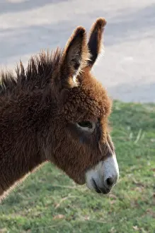 Donkey: Hungary, Kalocsa, Puszta region. Traditional