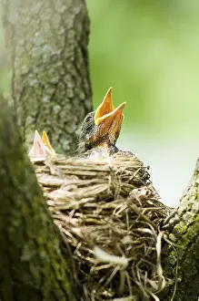 Sound: Hungry American Robin (Turdus migratorius) chick