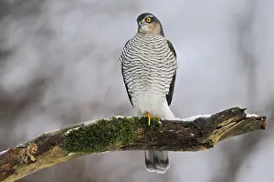 Hunt: On the hunt for songbirds... Sparrowhawk (Accipiter nisus)