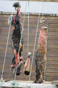 Hunted: Hunted seals put to cure outside for dog food