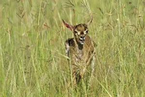 Hunted: hunted by a young cheetah