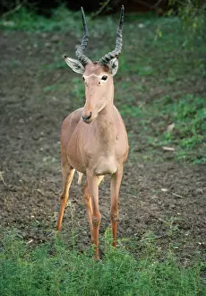 Hartebeest: Hunter's Hartebeest / Hunter's Antelope / Hirola