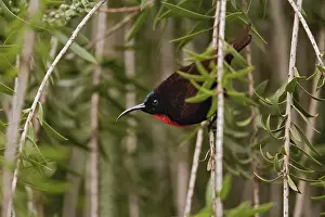 Hunters: Hunter's Sunbird