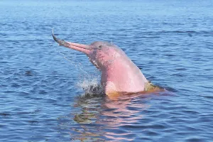 Dolphin: Hunting Amazon River Dolphin or Pink Amazon Dolphin
