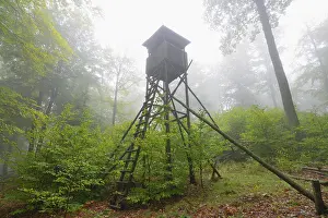 Blind: Hunting Blind in Beech Forest, Spessart, Bavaria