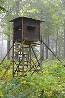 Blind: Hunting Blind in Beech forest, Spessart, Bavaria