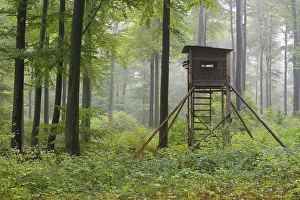 Blind: Hunting Blind in Beech forest, Spessart, Bavaria