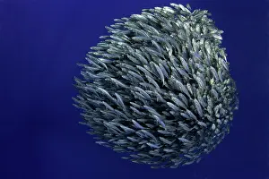 Mackerel: Hunting blue jack mackerel, Trachurus picturatus