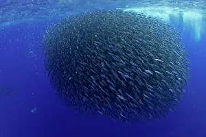 Mackerel: Hunting blue jack mackerel, Trachurus picturatus