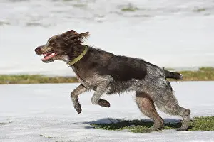 Cesky: Hunting dog Bohemian Raubart, or Cesky Fousek, A