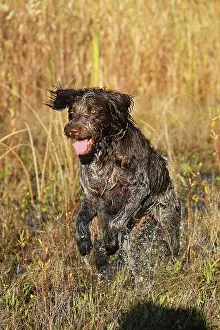Cesky: Hunting dog Bohemian Raubart or also Cesky Fousek
