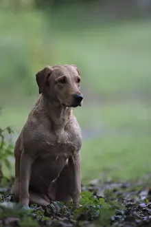 Atlantique: Hunting dog Labrador Retriever bitch careful around