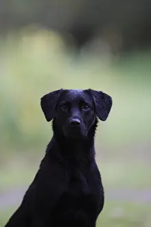 Blacks: Hunting dog Labrador Retriever careful around
