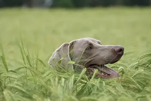 Weimaraner: Hunting dog shorthaired Weimaraner in portrait