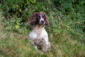 Vulkaneifel: Hunting dog, Springer spaniel, Vulkaneifel, Rhineland-Palati