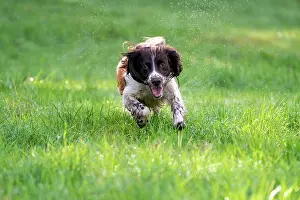 Vulkaneifel: Hunting dog, Springer spaniel, Vulkaneifel, Rhineland-Palati