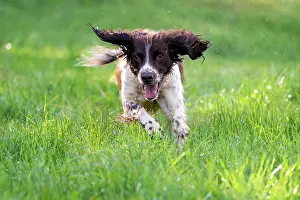 Vulkaneifel: Hunting dog, Springer spaniel, Vulkaneifel, Rhineland-Palati