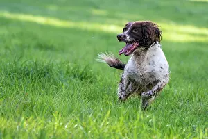 Vulkaneifel: Hunting dog, Springer spaniel, Vulkaneifel, Rhineland-Palati