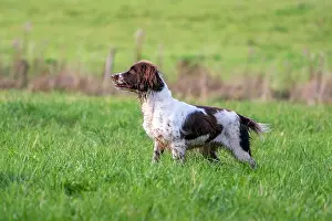 Vulkaneifel: Hunting dog, Springer spaniel, Vulkaneifel, Rhineland-Palati