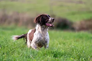 Vulkaneifel: Hunting dog, Springer spaniel, Vulkaneifel, Rhineland-Palati