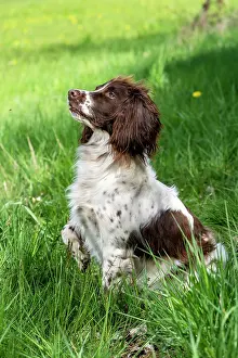 Vulkaneifel: Hunting dog, Springer spaniel, Vulkaneifel, Rhineland-Palati