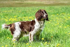 Vulkaneifel: Hunting dog, Springer spaniel, Vulkaneifel, Rhineland-Palati