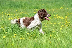 Vulkaneifel: Hunting dog, Springer spaniel, Vulkaneifel, Rhineland-Palati