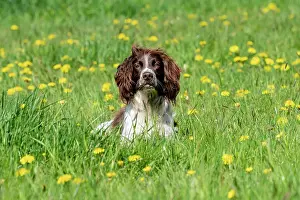 Vulkaneifel: Hunting dog, Springer spaniel, Vulkaneifel, Rhineland-Palati