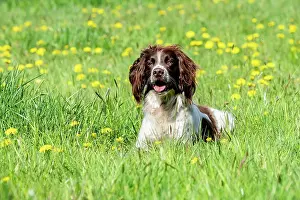 Vulkaneifel: Hunting dog, Springer spaniel, Vulkaneifel, Rhineland-Palati