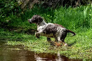 Vulkaneifel: Hunting dog, Springer spaniel, Vulkaneifel, Rhineland-Palati