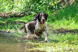 Vulkaneifel: Hunting dog, Springer spaniel, Vulkaneifel, Rhineland-Palati