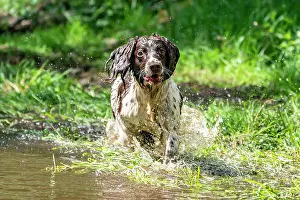 Vulkaneifel: Hunting dog, Springer spaniel, Vulkaneifel, Rhineland-Palati