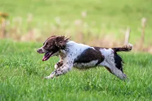 Eifel: Hunting dog, Springer spaniel, Vulkaneifel, Rhineland-Palati