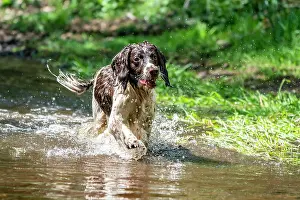 Eifel: Hunting dog, Springer spaniel, Vulkaneifel, Rhineland-Palati