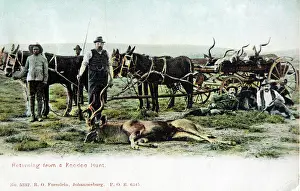 Hunters: Hunting kudu in South Africa, old postcard postmarked 1909