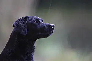 Blacks: Hunting Labrador Retriever careful under the rain