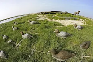 Decoy: Hunting lodge and appellants Baie de Somme Picardie